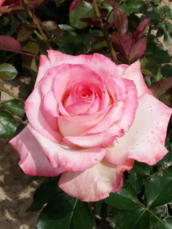 Isabelle Aubret francuskie róże wielkokwiatowe 2