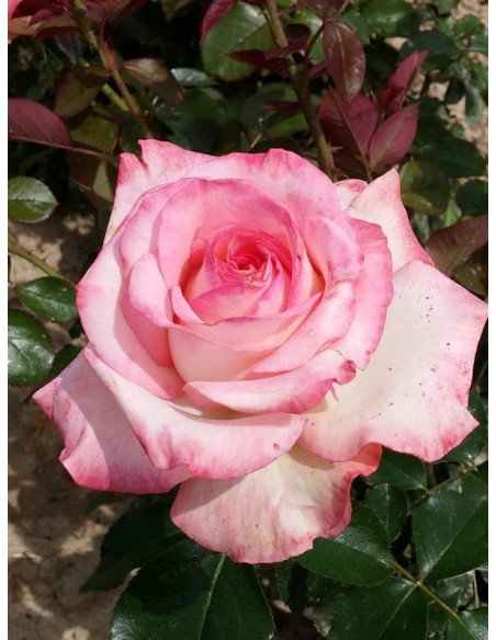 Isabelle Aubret róże wielkokwiatowe