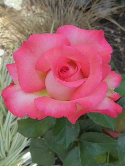 wielkokwiatowe róże Isabelle Aubret