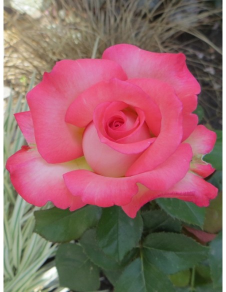 wielkokwiatowe róże Isabelle Aubret