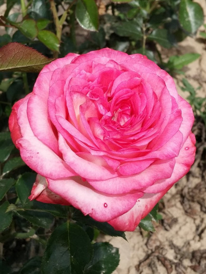 róże wielkokwiatowe Isabelle Aubret