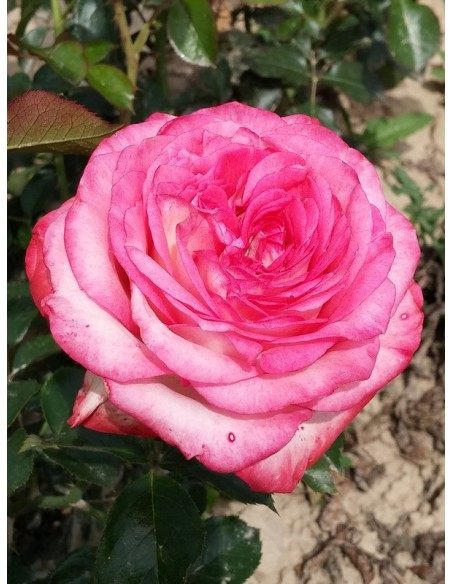 róże wielkokwiatowe Isabelle Aubret