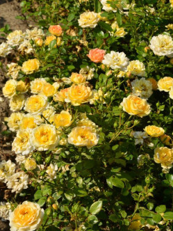 Yellow Fairy żółte okrywowe róże 