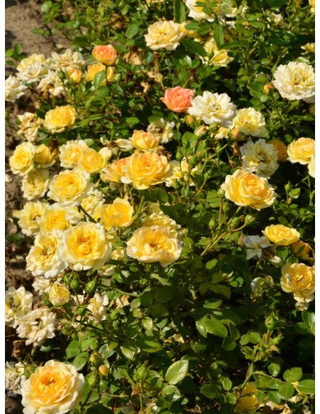 Yellow Fairy żółte okrywowe róże 