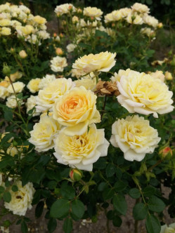 Yellow Fairy żółte okrywowe róże  2
