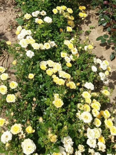 róże okrywowe Yellow Fairy