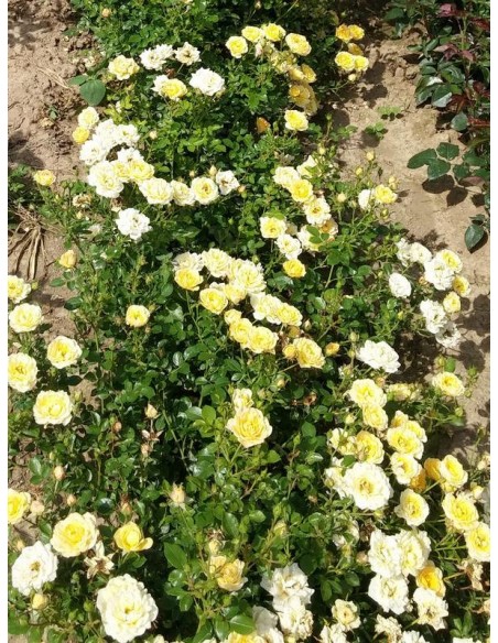 róże okrywowe Yellow Fairy