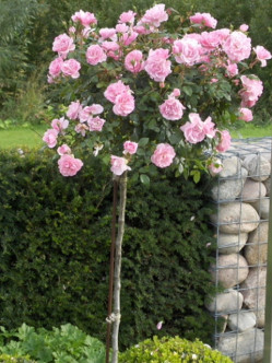 roza pienna Bonica 82 2