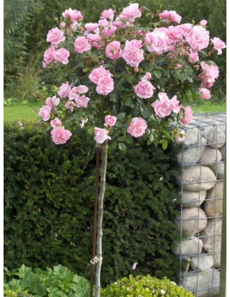 róża na pniu bonica 82