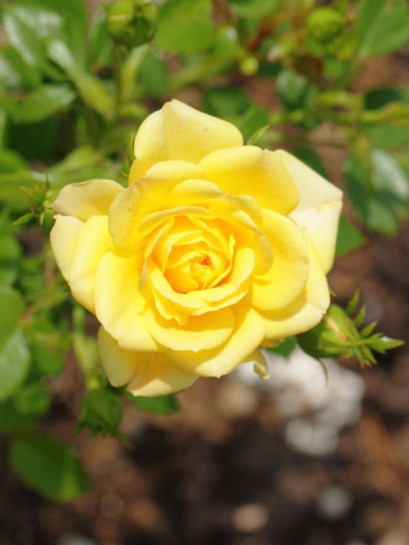 Yellow Fairy okrywowe róże