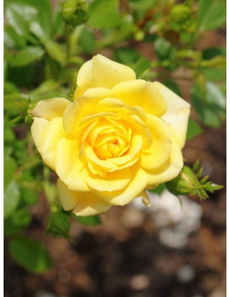 Yellow Fairy okrywowe róże