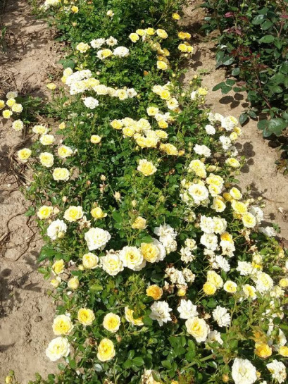 okrywowe róże Yellow Fairy