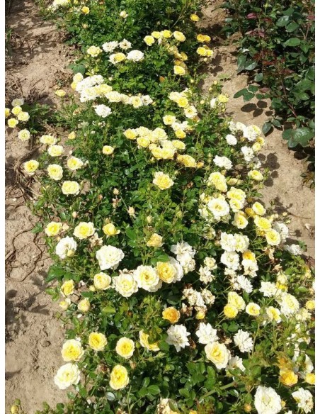 okrywowe róże Yellow Fairy