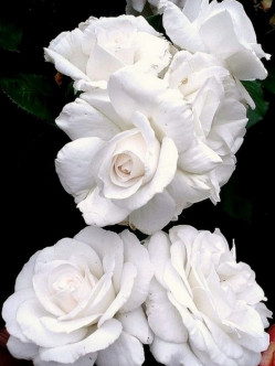 Annapurna róże wielkokwiatowe