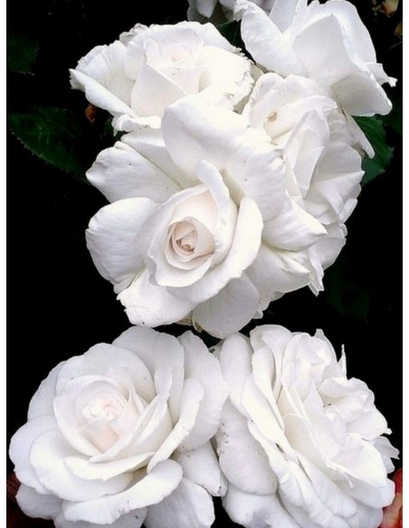 Annapurna róże wielkokwiatowe