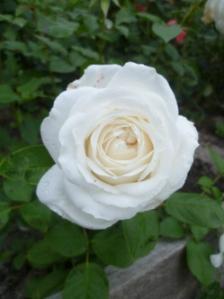 Annapurna róże wielkokwiatowe 2