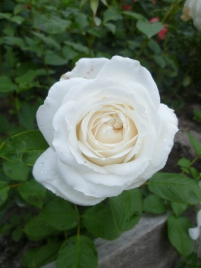 Annapurna białe róże wielkokwiatowe