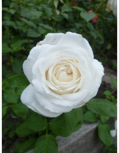 Annapurna białe róże wielkokwiatowe