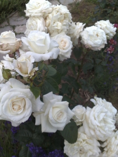 białe róże wielkokwiatowe Annapurna