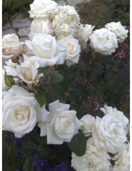 białe róże wielkokwiatowe Annapurna