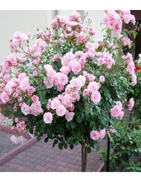 roza bonica 82
