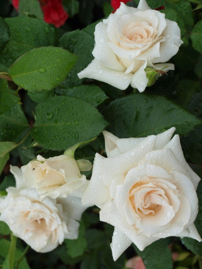 róże wielkokwiatowe Annapurna