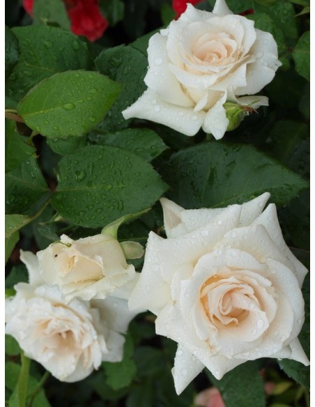 róże wielkokwiatowe Annapurna