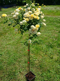 Yellow Fairy pienne róże