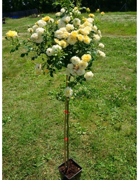 Yellow Fairy pienne róże