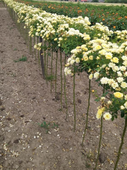 pienne róże Yellow Fairy