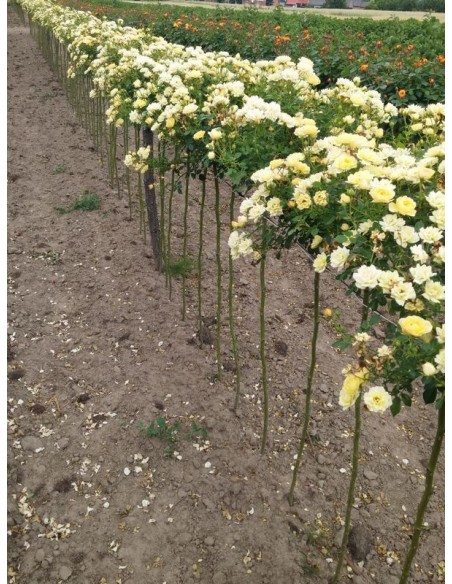 pienne róże Yellow Fairy