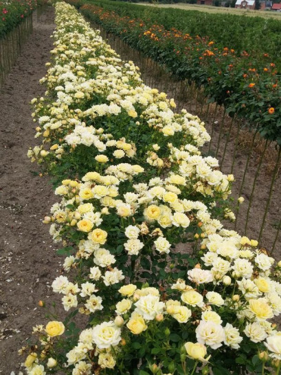 róże pienne Yellow Fairy