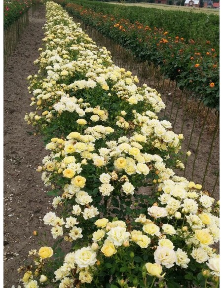 róże pienne Yellow Fairy