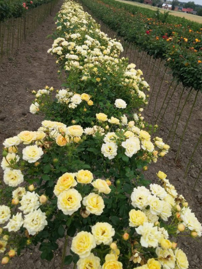 Yellow Fairy róże pienne