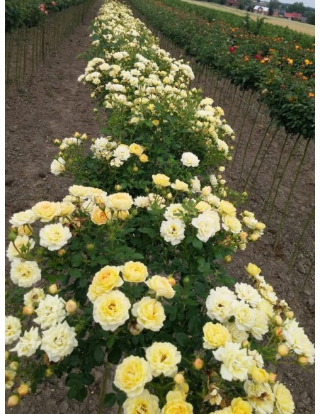 Yellow Fairy róże pienne