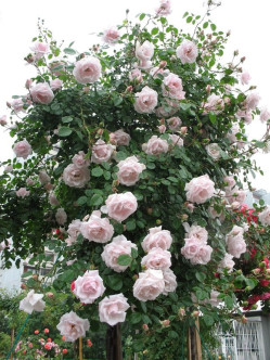 New Dawn róże pienne