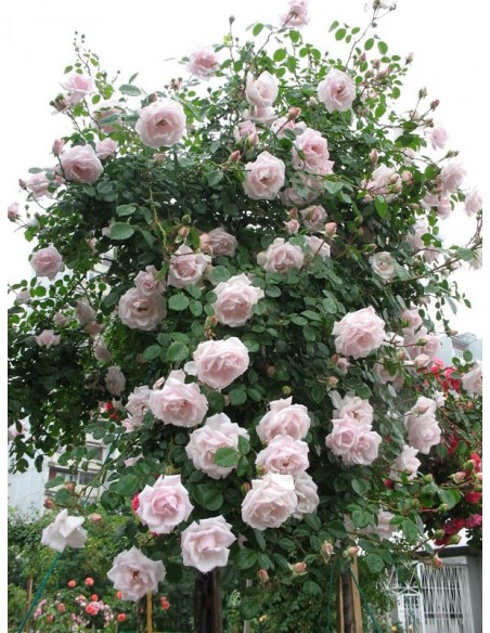 New Dawn róże pienne