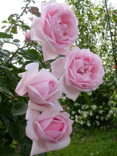 róże pienne New Dawn