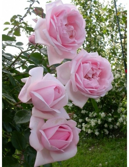 róże pienne New Dawn