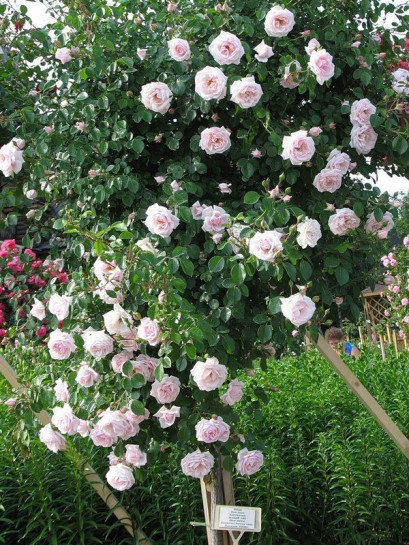 New Dawn różowe róże pienne