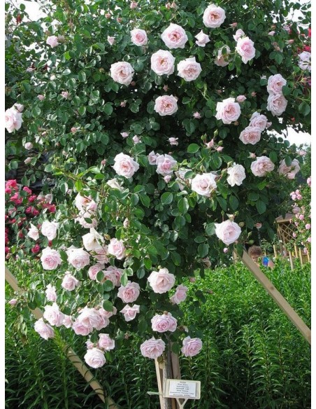 New Dawn różowe róże pienne