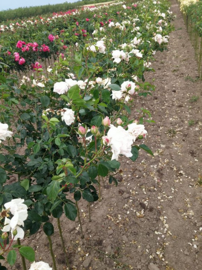 różowe róże pienne New Dawn