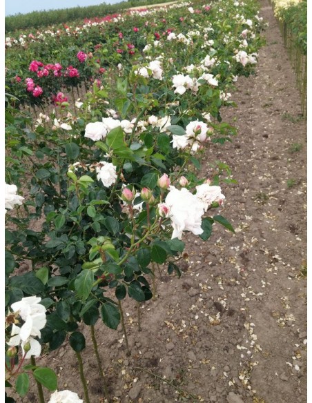 różowe róże pienne New Dawn