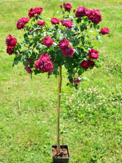 cardinal hume róże pienne