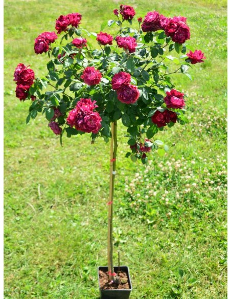 cardinal hume róże pienne