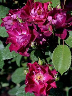 cardinal hume róże pienne 2