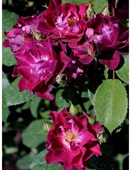 Cardinal Hume róże pienne