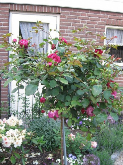 róże pienne Cardinal Hume