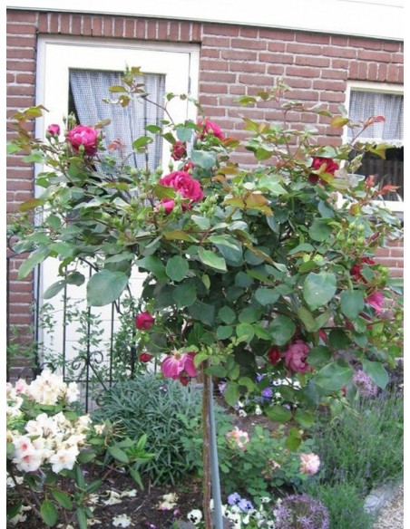 róże pienne Cardinal Hume