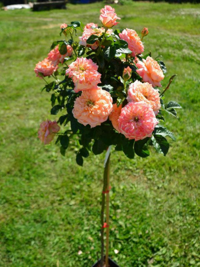 samaritan róże pienne